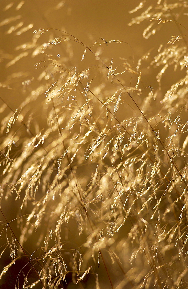 Meadow grasses, England