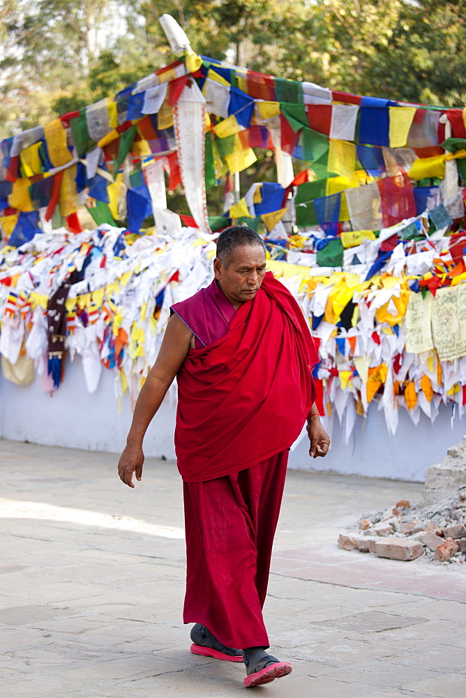 Buddhist monk passes prayer flags at Mulagandhakuti Vihara Temple at Sarnath near Varanasi, Benares, Northern India