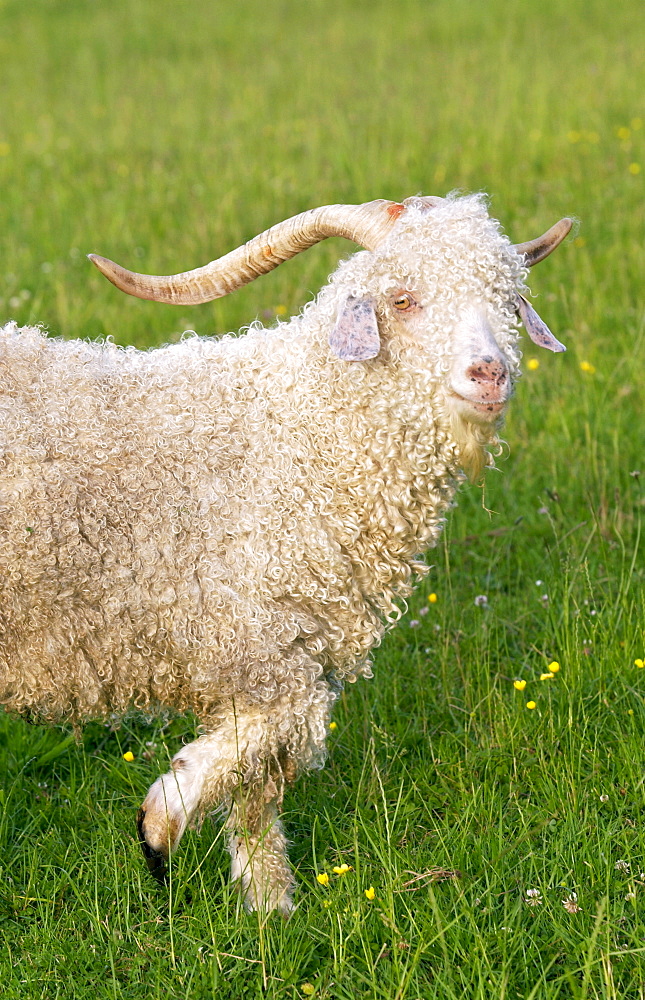 Angora goat on North Island  in New Zealand