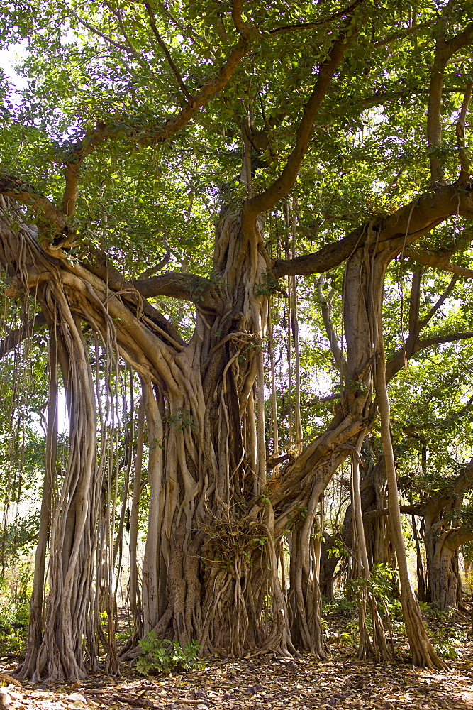 Ancient 300-year-old Banyan Trees in Ranthambhore National Park, Rajasthan, Northern India