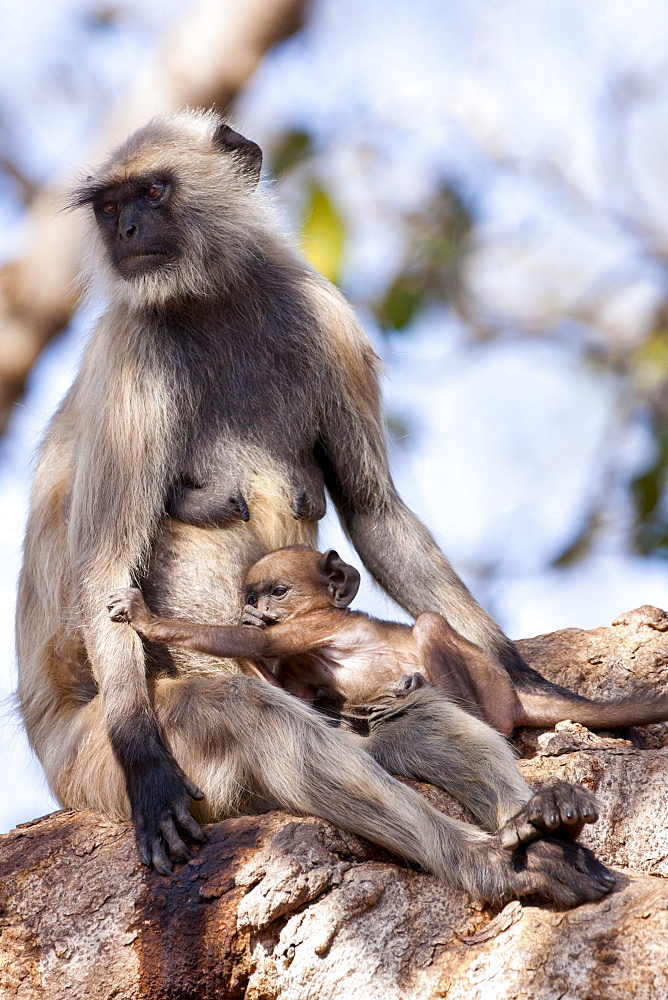 Indian Langur monkeys, Presbytis entellus, female and baby in Banyan Tree in Ranthambore National Park, Rajasthan, India