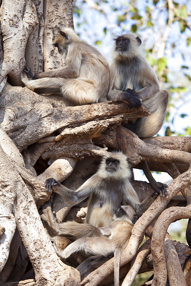 Indian Langur monkeys, Presbytis entellus, in Banyan Tree in Ranthambhore National Park, Rajasthan, Northern India