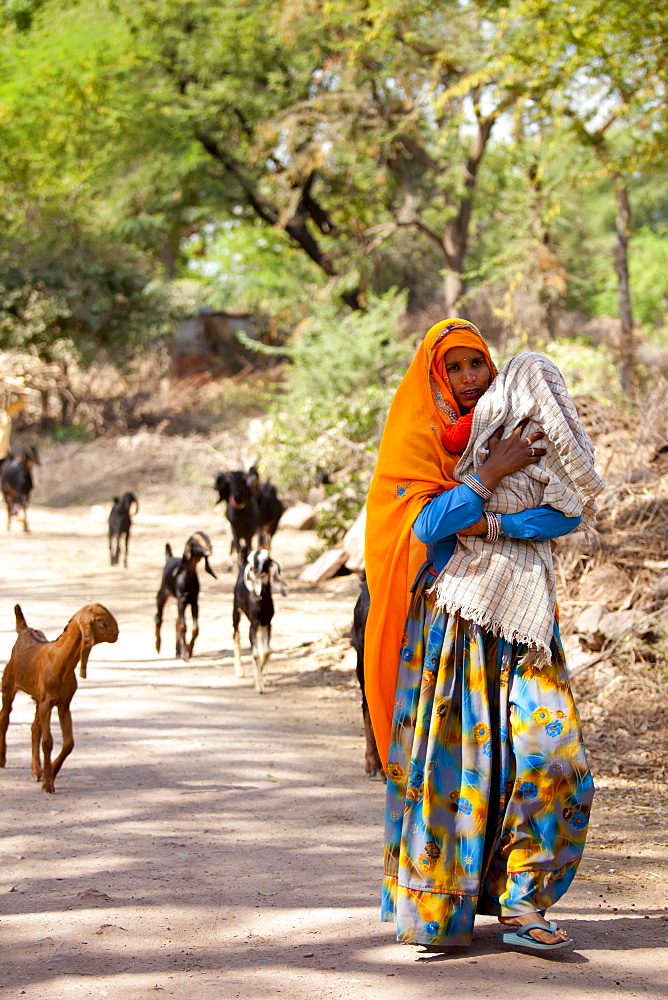 Indian villager leading herd of goats in village near Ranthambore in Rajasthan, Northern India