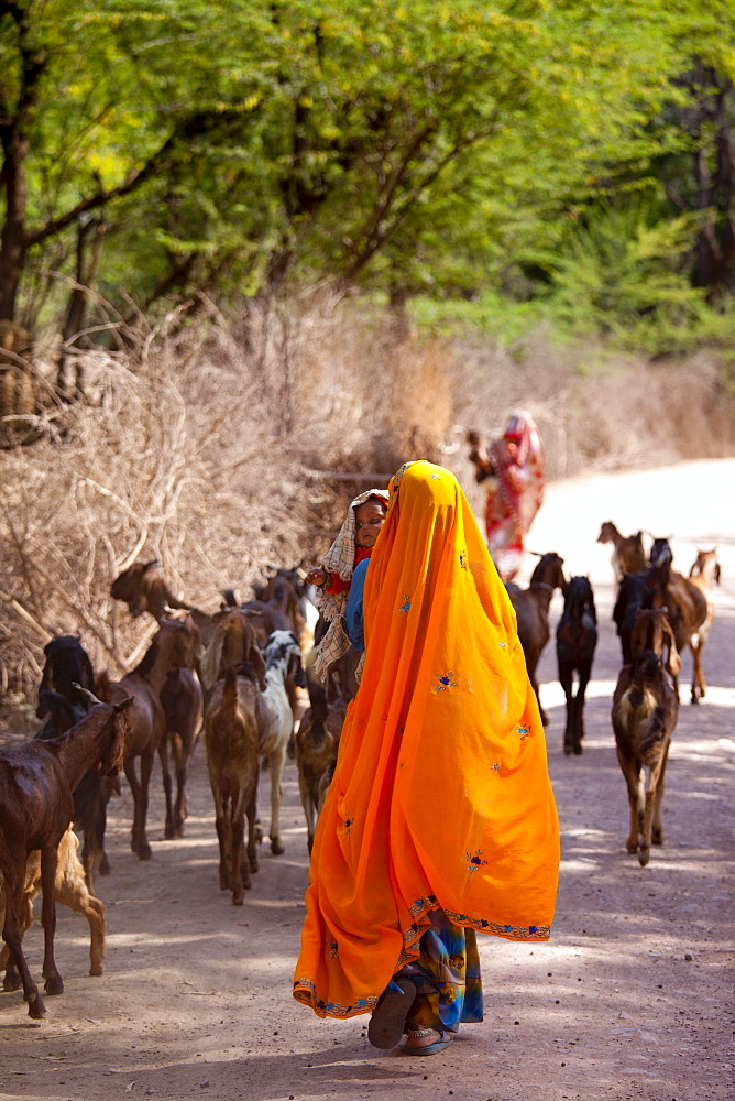 Indian villager with herd of goats in village near Ranthambore in Rajasthan, Northern India