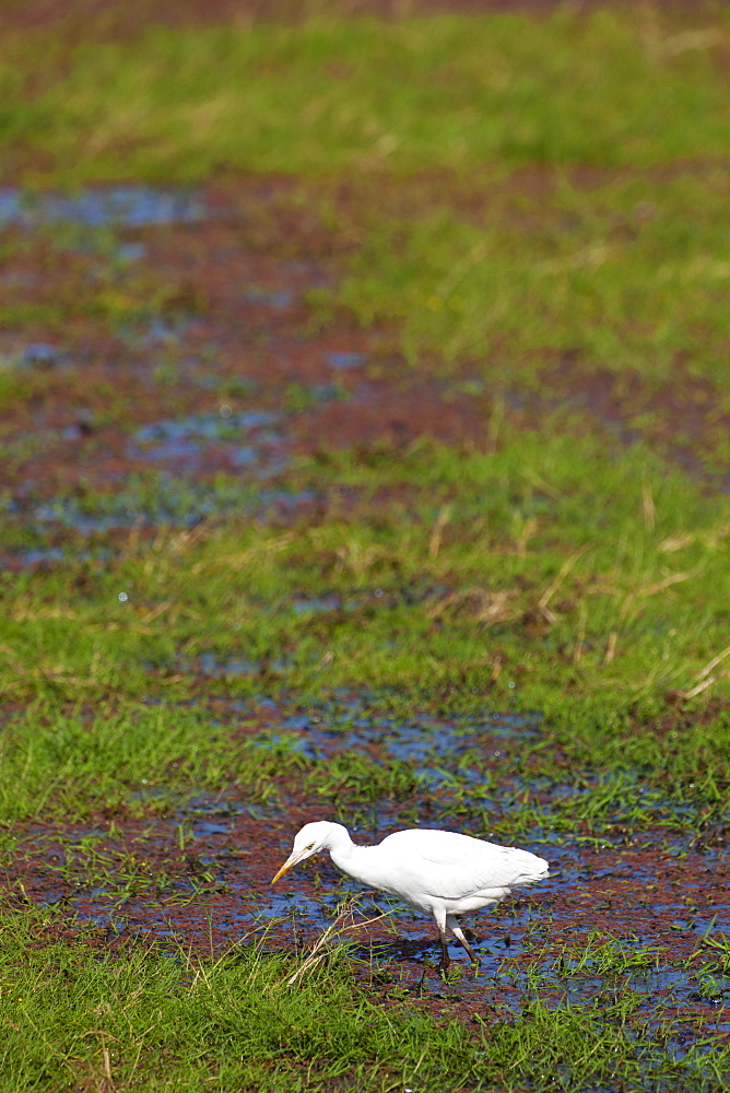 Cattle egret bird (Bubulcus ibis) in Ranthambhore National Park, Rajasthan, Northern India