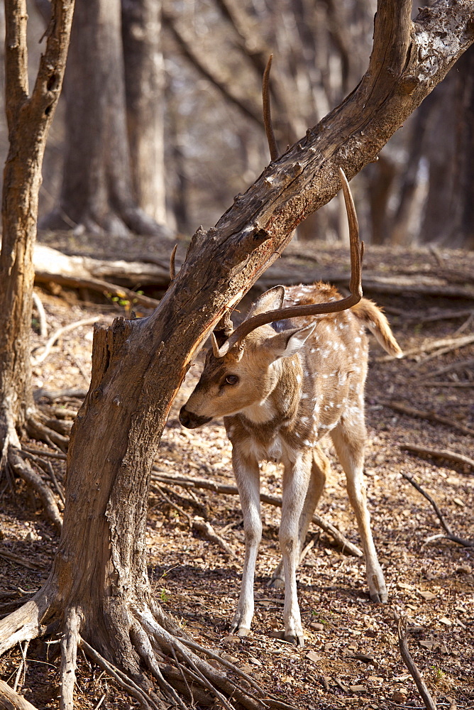 Spotted deer male stag, Axis axis, (Chital) scratching velvet from antlers in Ranthambhore National Park, Rajasthan, India