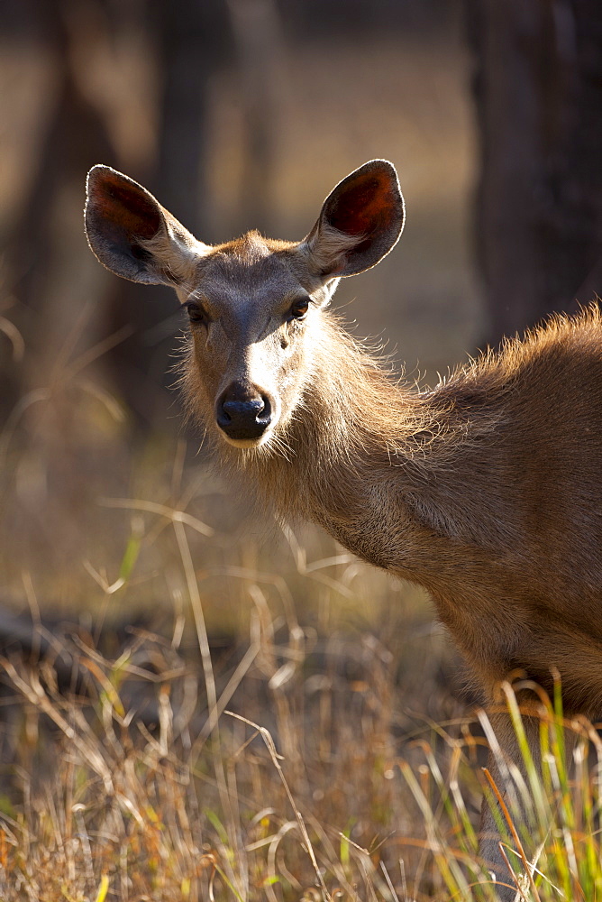 Indian Sambar, Rusa unicolor, female deer in Ranthambhore National Park, Rajasthan, India