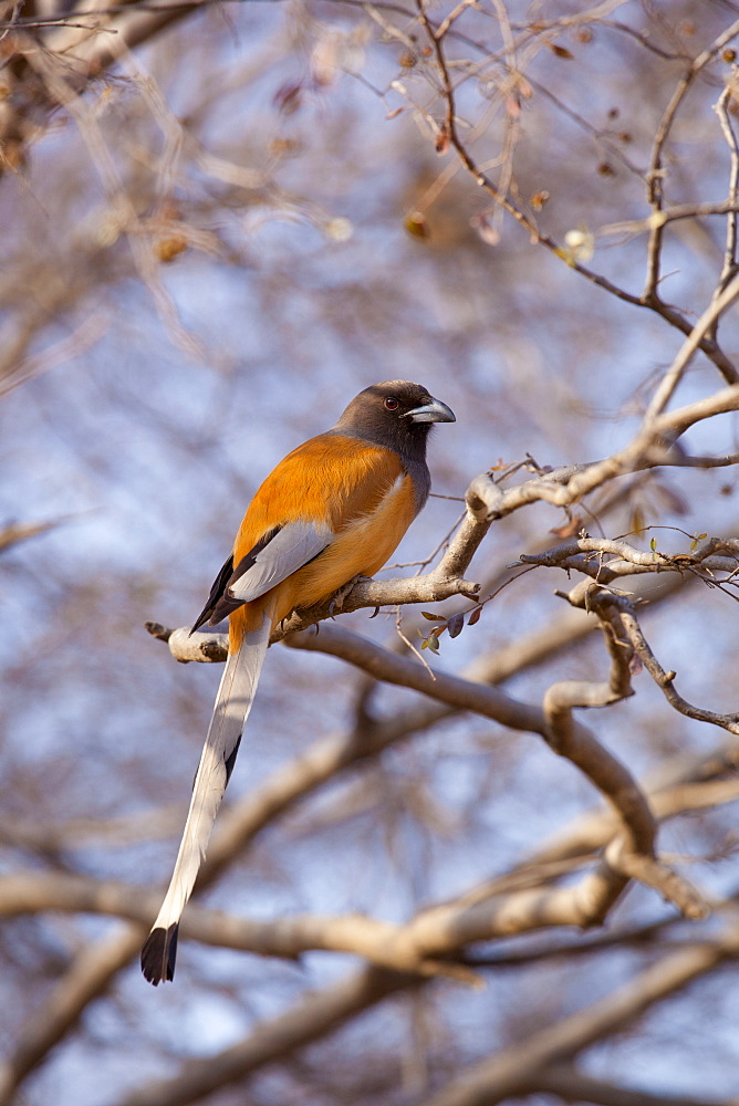 Indian Rufous Treepie, Dendrocitta vagabunda, bird in Ranthambhore National Park, Rajasthan, Northern India