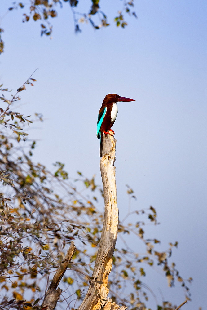 White-Breasted Kingfisher bird, Halcyon smyrnensis, in Ranthambhore National Park, Rajasthan, Northern India