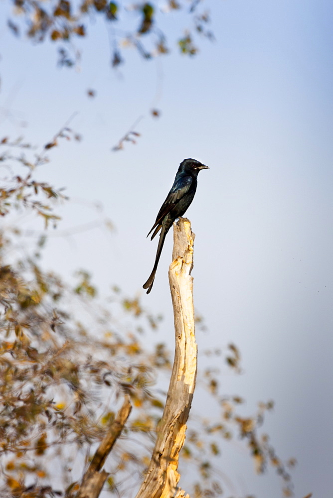 Black Drongo, Dicrurus macrocercus, bird in Ranthambhore National Park, Rajasthan, Northern India