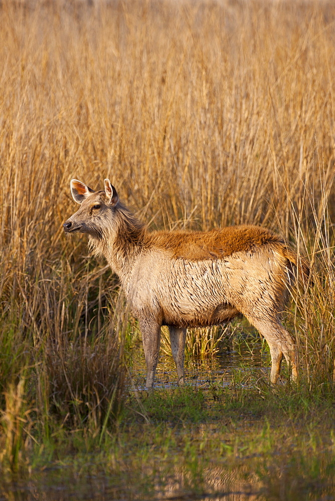 Indian Sambar, Rusa unicolor, female deer in Rajbagh Lake in Ranthambhore National Park, Rajasthan, India