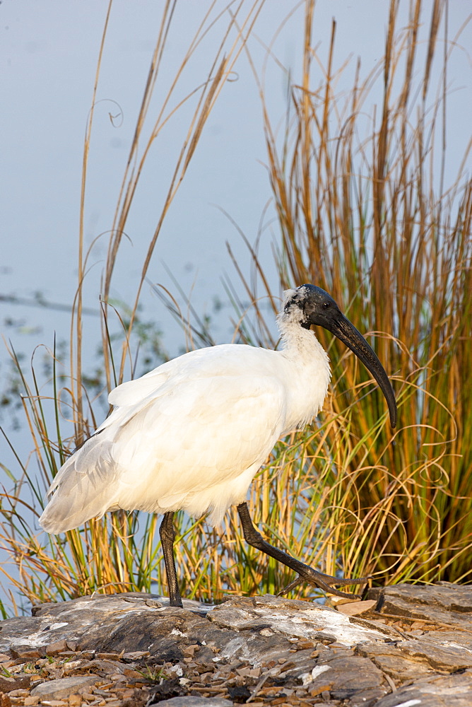 Black-Headed Ibis, Threskiornis melanocephalus, in Ranthambhore National Park, Rajasthan, Northern India