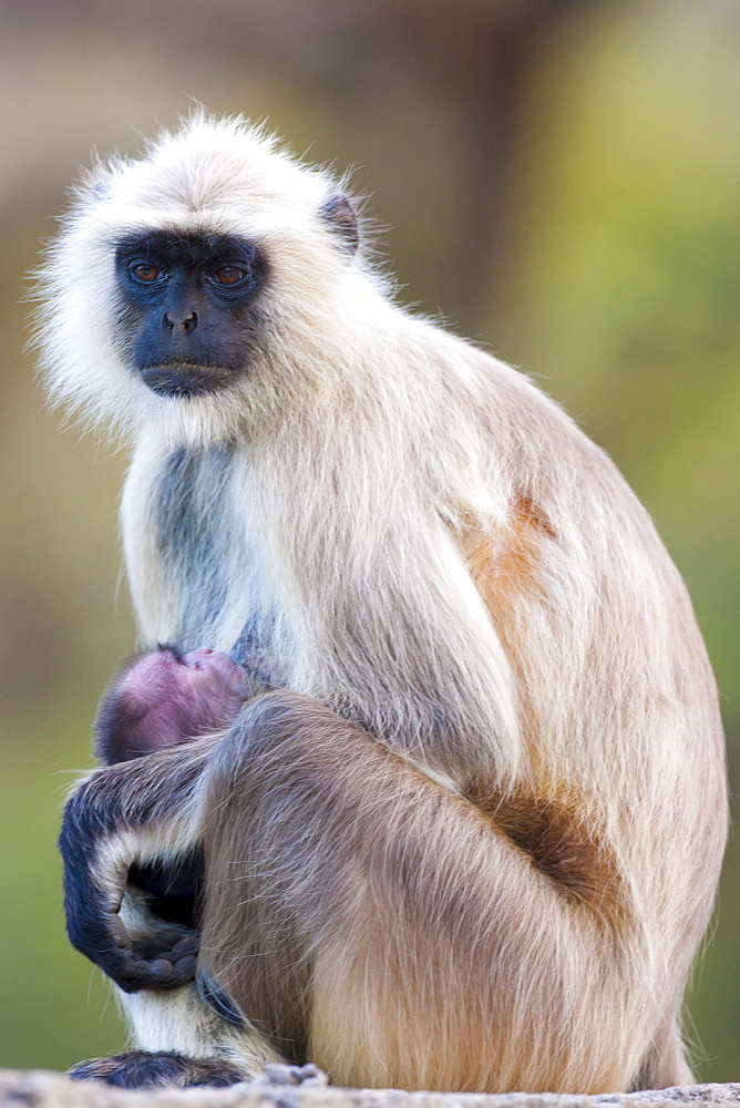 Indian Langur monkeys, Presbytis entellus, female and baby feeding  in Ranthambore National Park, Rajasthan, India