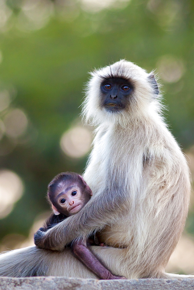 Indian Langur monkeys, Presbytis entellus, female and baby in Ranthambore National Park, Rajasthan, India