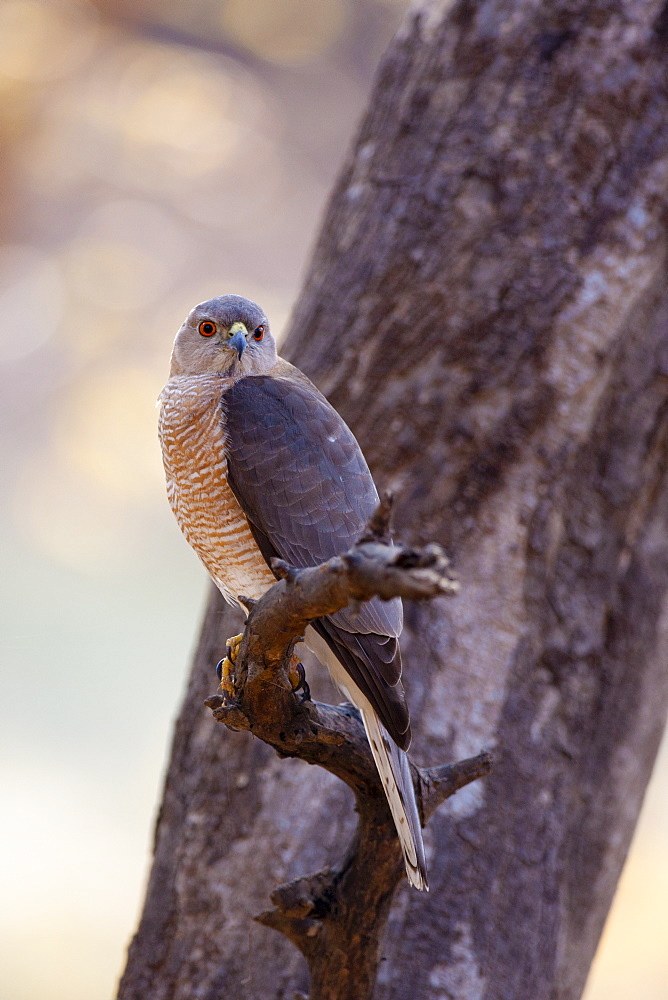 Shikra Hawk bird of prey, Accipiter Badius, in Ranthambhore National Park, Rajasthan, Northern India