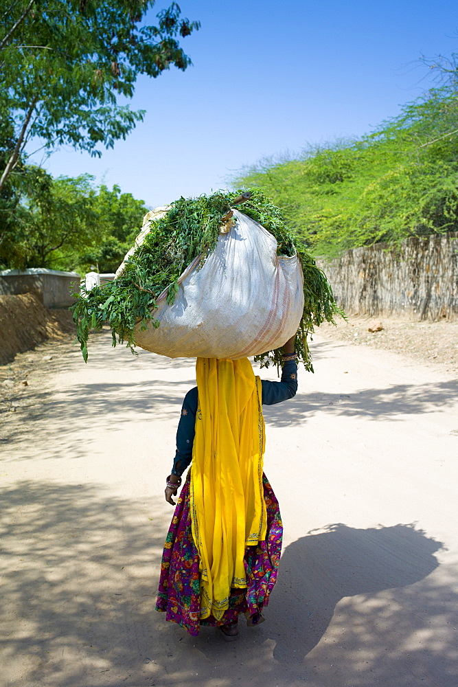 Indian woman villager working at farm smallholding carrying animal feed at Sawai Madhopur near Ranthambore in Rajasthan, India