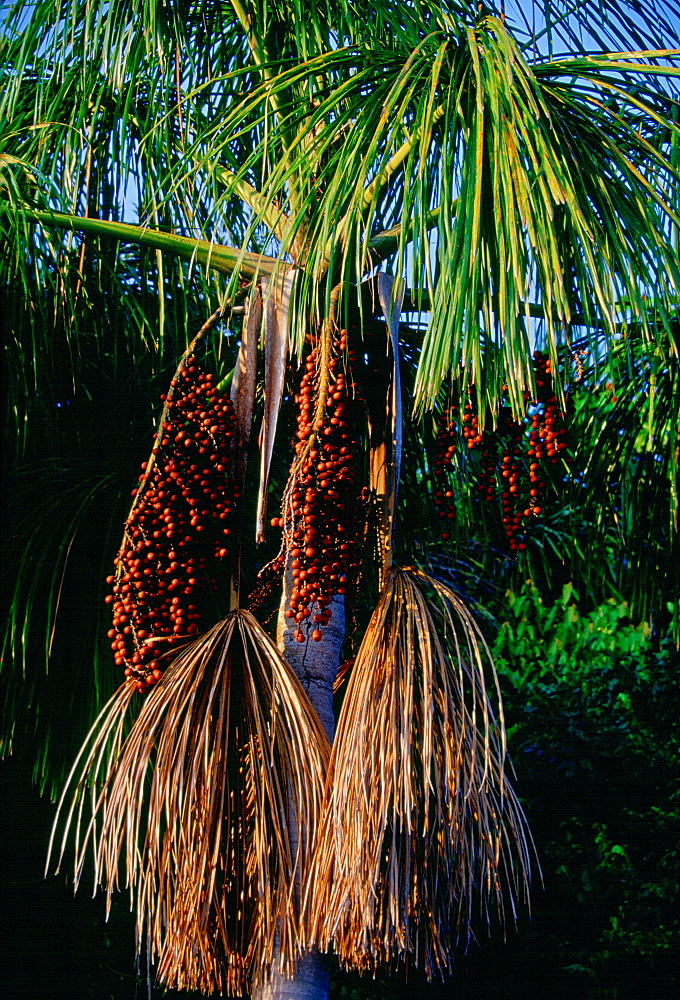 Palm tree near Lake Sandoval, Peruvian Rainforest, South America