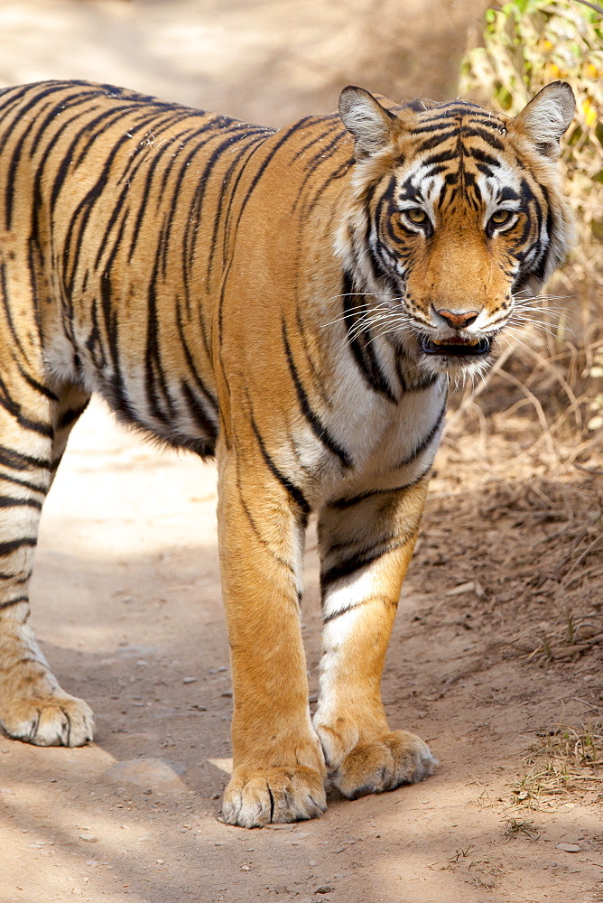 Female Bengal tiger, Panthera tigris tigris, in Ranthambore National Park, Rajasthan, India