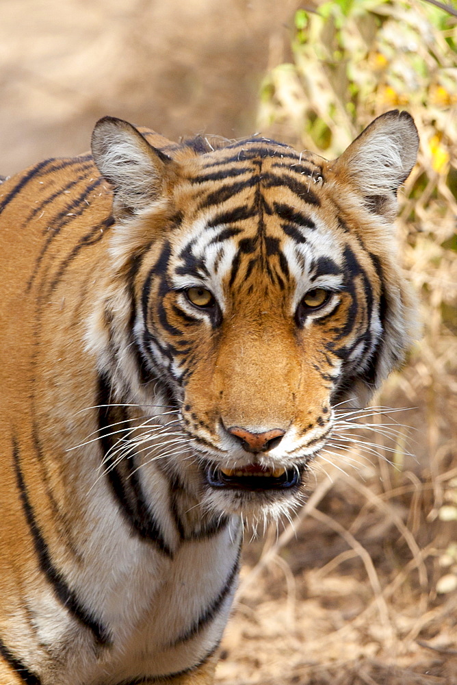 Female Bengal tiger, Panthera tigris tigris, in Ranthambore National Park, Rajasthan, India