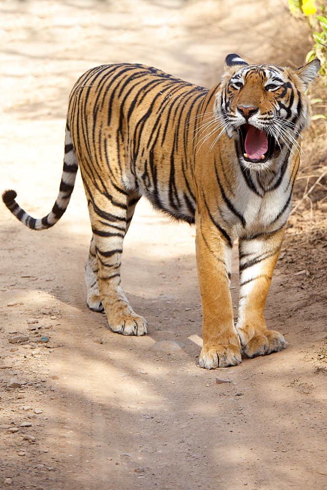 Female Bengal tiger, Panthera tigris tigris, in Ranthambore National Park, Rajasthan, India