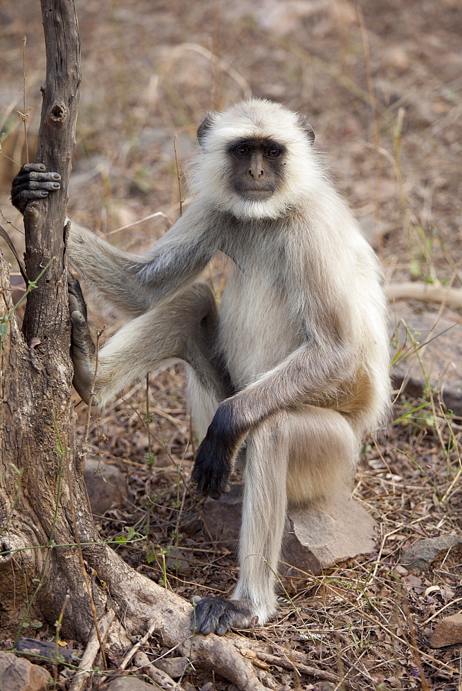 Indian Langur monkey, Presbytis entellus, on tree branch in Ranthambhore National Park, Rajasthan, Northern India