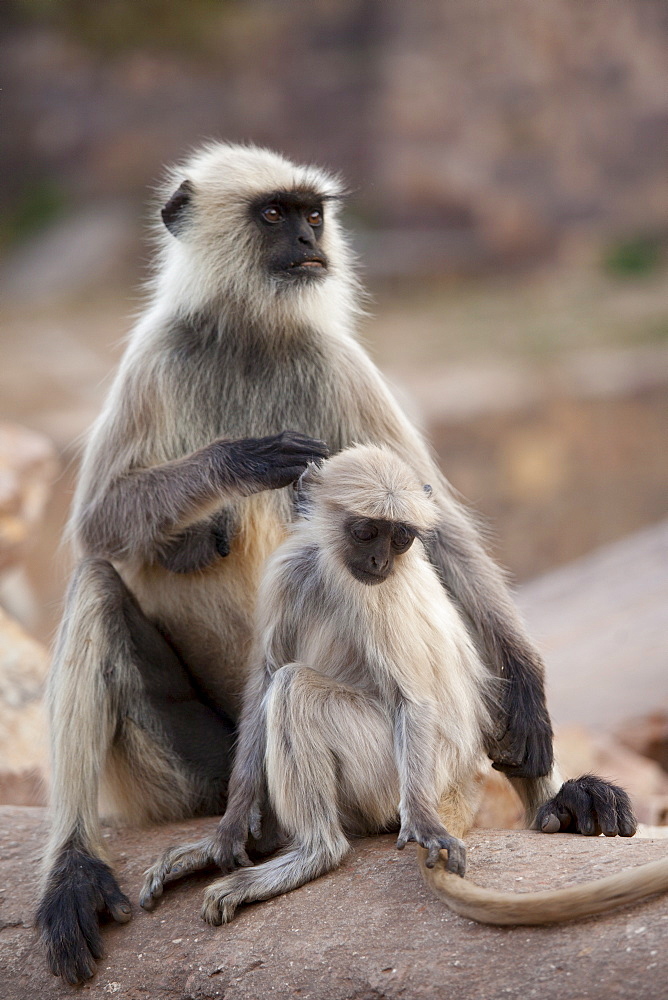 Indian Langur female monkey, Presbytis entellus, with juvenile in Ranthambhore National Park, Rajasthan, Northern India