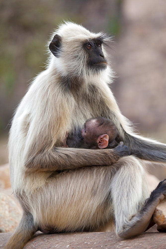 Indian Langur monkeys, Presbytis entellus, female and baby feeding  in Ranthambore National Park, Rajasthan, India