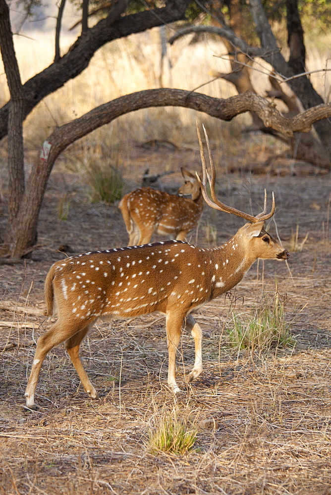 Spotted deer,  Axis axis, (Chital), by ruins of mosque in Ranthambhore National Park, Rajasthan, India