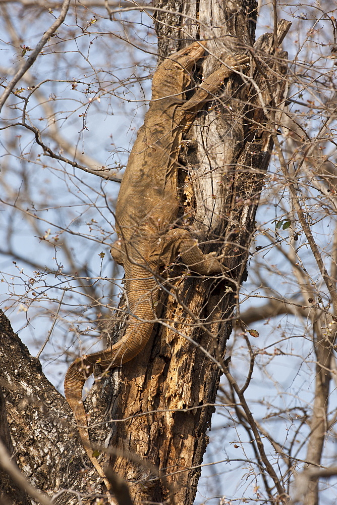 Desert Monitor Lizard, Varanus albigularis, basking in the sun up a tree in Ranthambhore National Park, Rajasthan, India