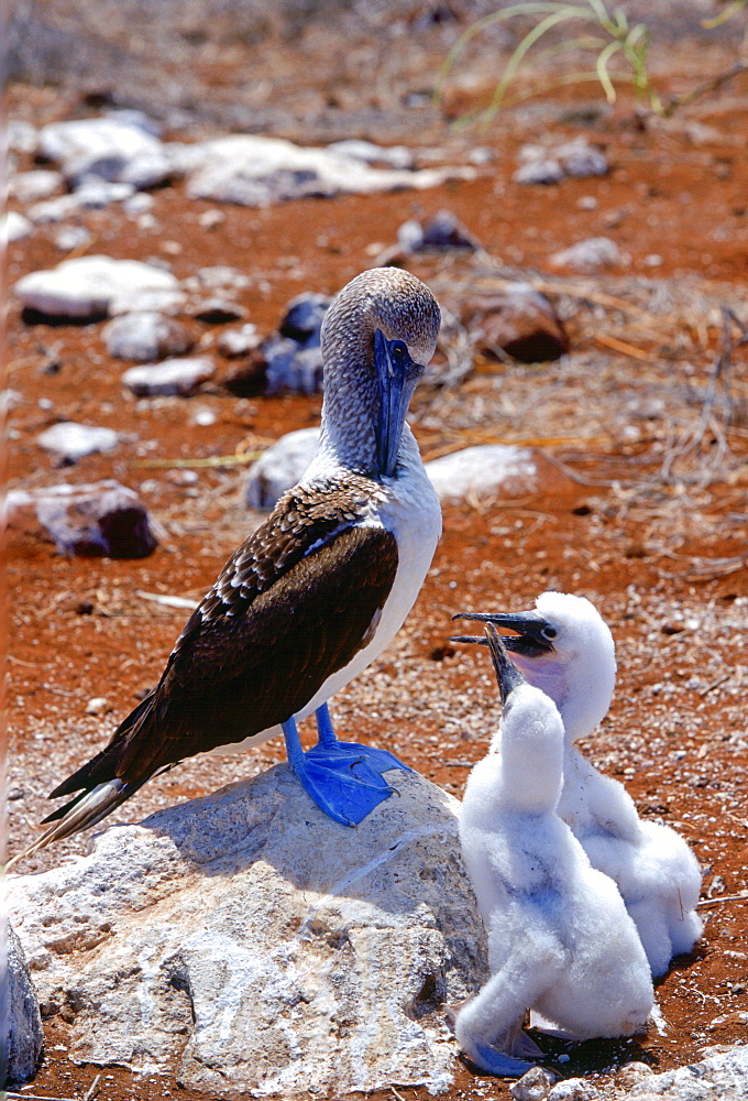 Blue-footed Booby bird on the Galapagos Islands, Ecuador  with a pair of young birds