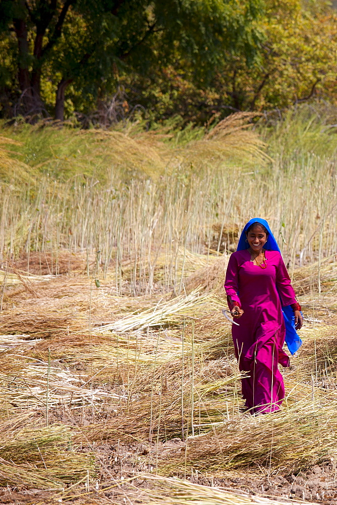 Indian woman agricultural worker at farm at Sawai Madhopur near Ranthambore in Rajasthan, Northern India