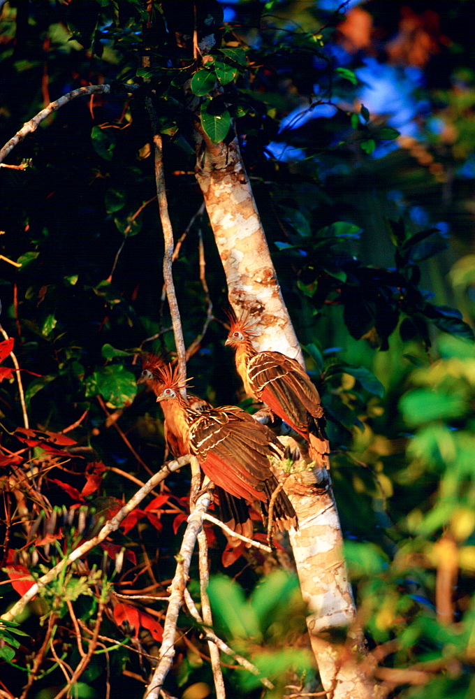 Hoatzin birds at Lake Sandova, Peruvian Rainforest, South America