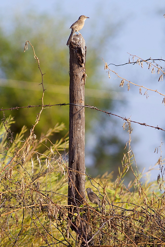 Common Babbler bird on fencepost at Chattra Sagar nature reserve at Nimaj, Rajasthan, Northern India