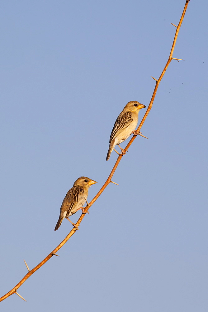 Pair of Weavers birds on tree branch at Chattra Sagar nature reserve at Nimaj, Rajasthan, Northern India