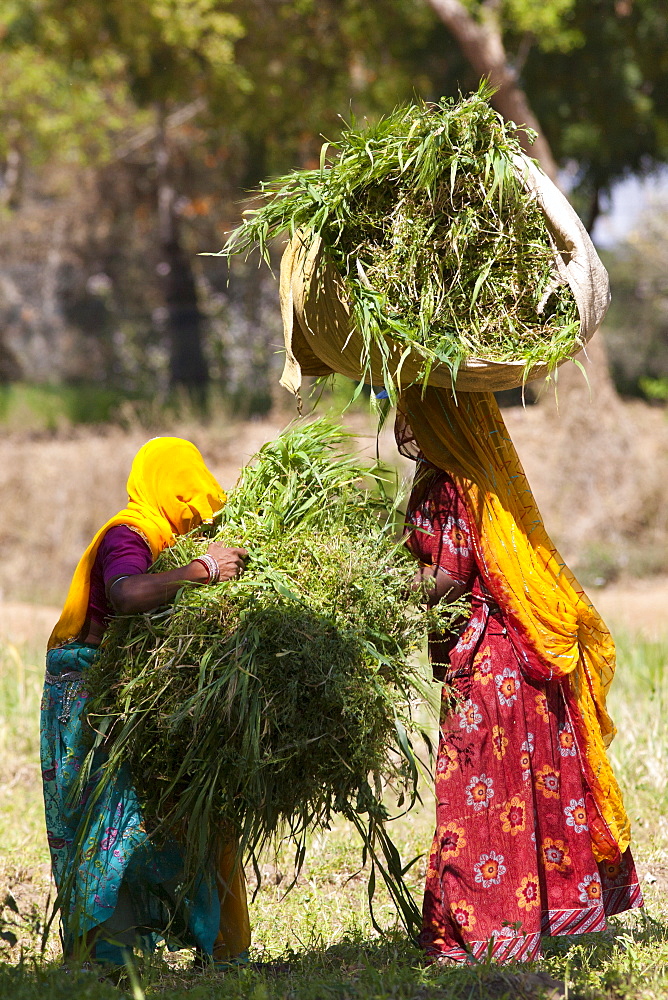 Lucerne crop being gathered for animal forage by local agricultural workers in fields at Nimaj, Rajasthan, Northern India