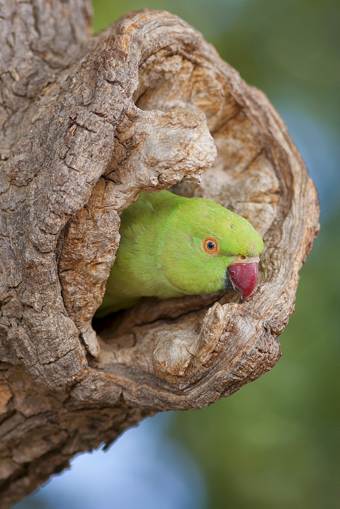 Indian Rose-Ringed Parakeet, Psittacula krameri, in tree hole in village of Nimaj, Rajasthan, Northern India