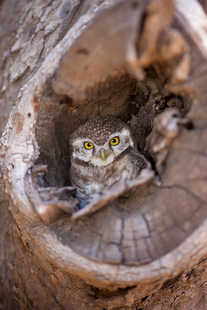 Indian Spotted Owl, Strix occidentalis, in tree nest in village of Nimaj, Rajasthan, Northern India