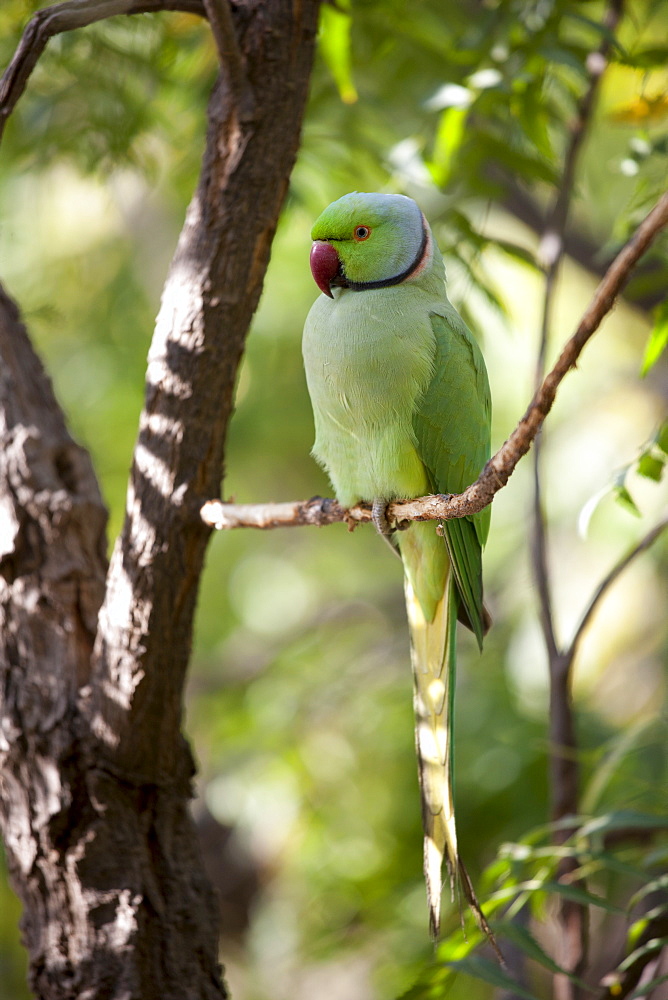 Indian Rose-Ringed Parakeet, Psittacula krameri, on tree branch in village of Nimaj, Rajasthan, Northern India