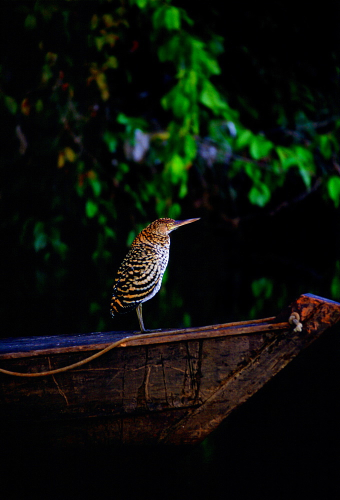 Juvenile Tiger Heron on the prow of a boat on Lake Sandoval, Peruvian Rainforest, South America