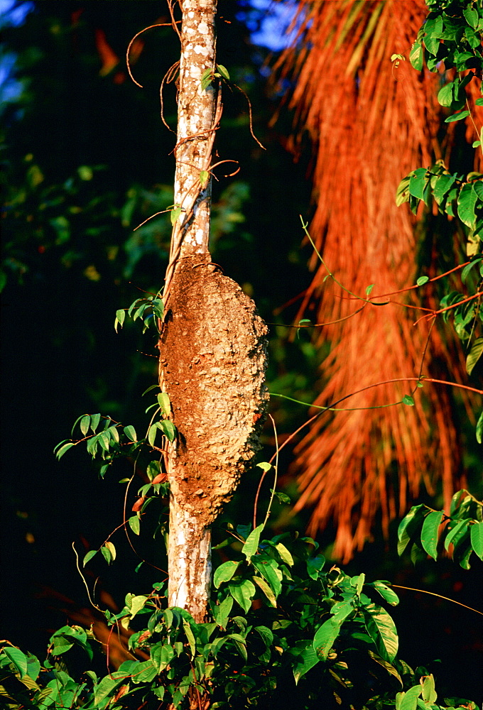 Termite nest on a palm tree at Lake Sandoval,Peruvian Rainforest, South America