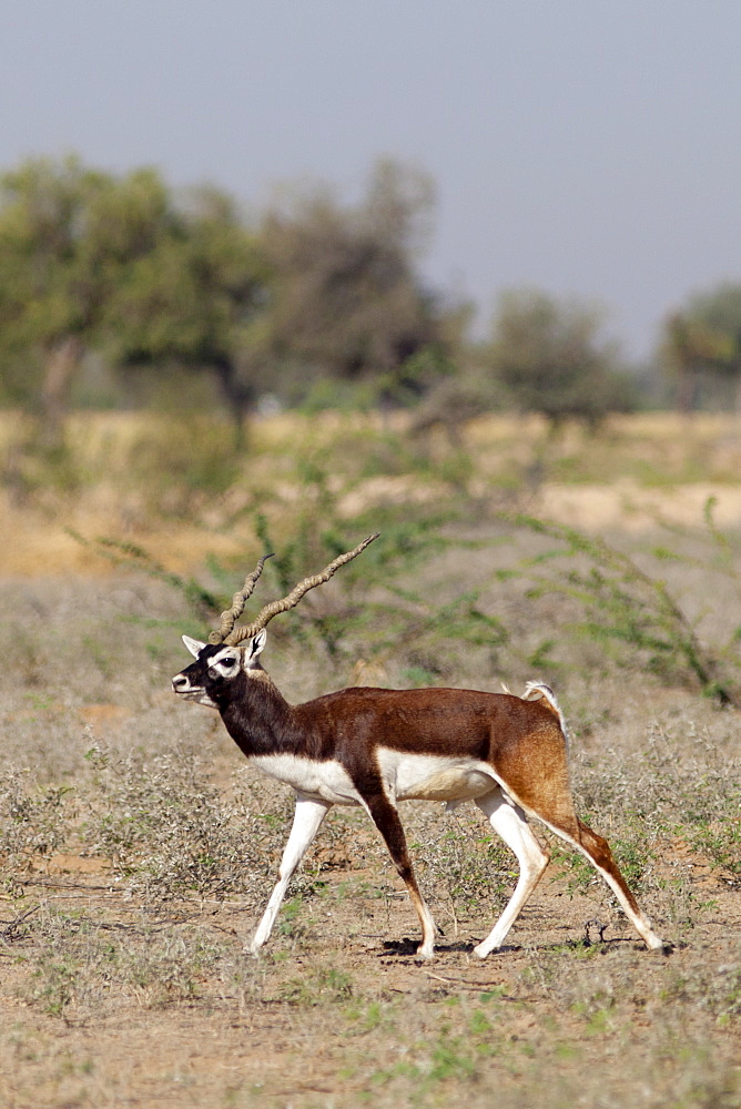 Blackbuck male antelope, Antilope cervicapra, near Rohet in Rajasthan, North West India