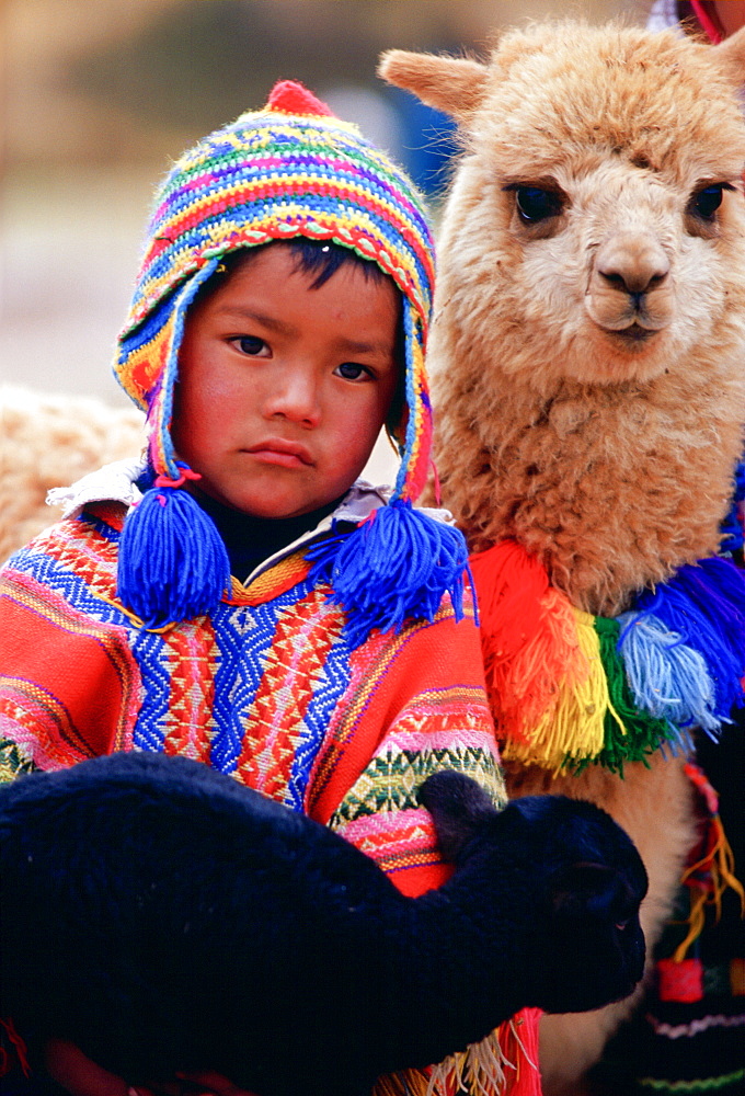 Peruvian boy with black lamb and llama,  Peru, South America