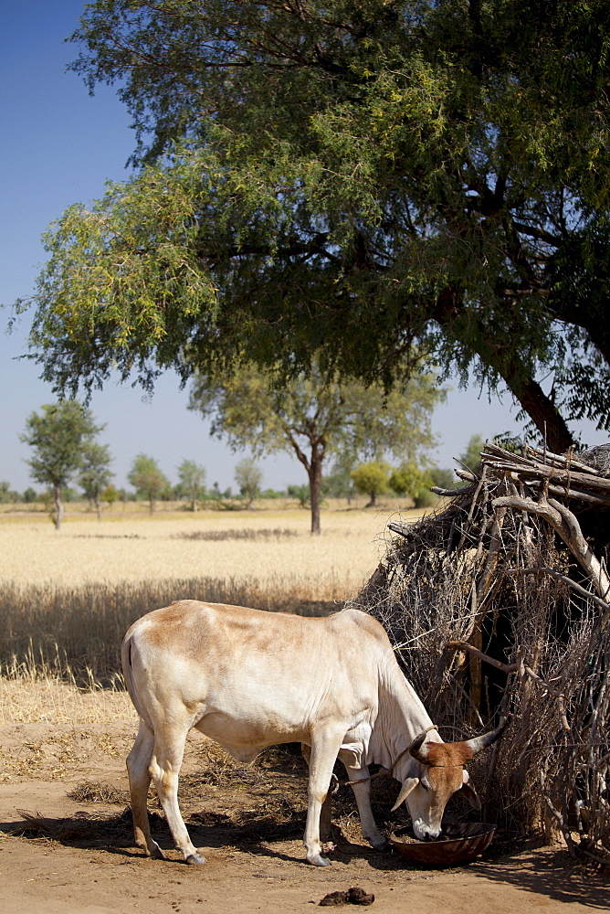 Cattle in shelter in Indian Bishnoi village near Rohet in Rajasthan, Northern India