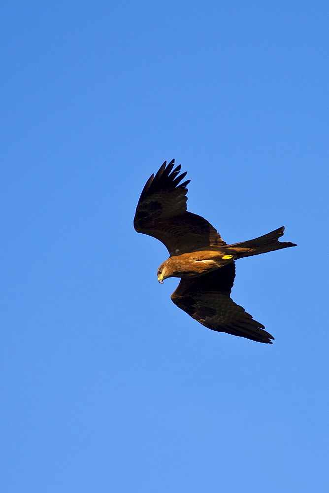 Indian Black Kite raptor bird, Milvus Migrans, in the sky above Lake Pichola in first light of early morning, Udaipur, Rajasthan, India