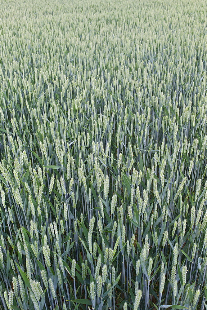 Wheat crop in The Cotswolds, Oxfordshire, UK