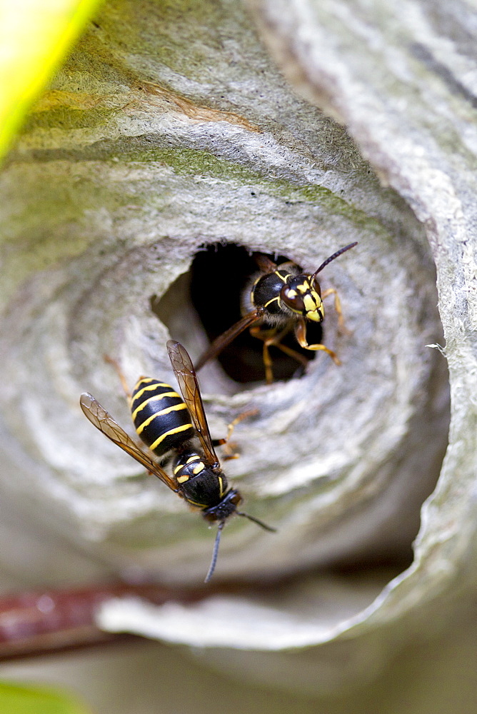 Common wasps, Vespula vulgaris, yellowjacket, with wasp nest, in the Cotswolds, Oxfordshire, UK