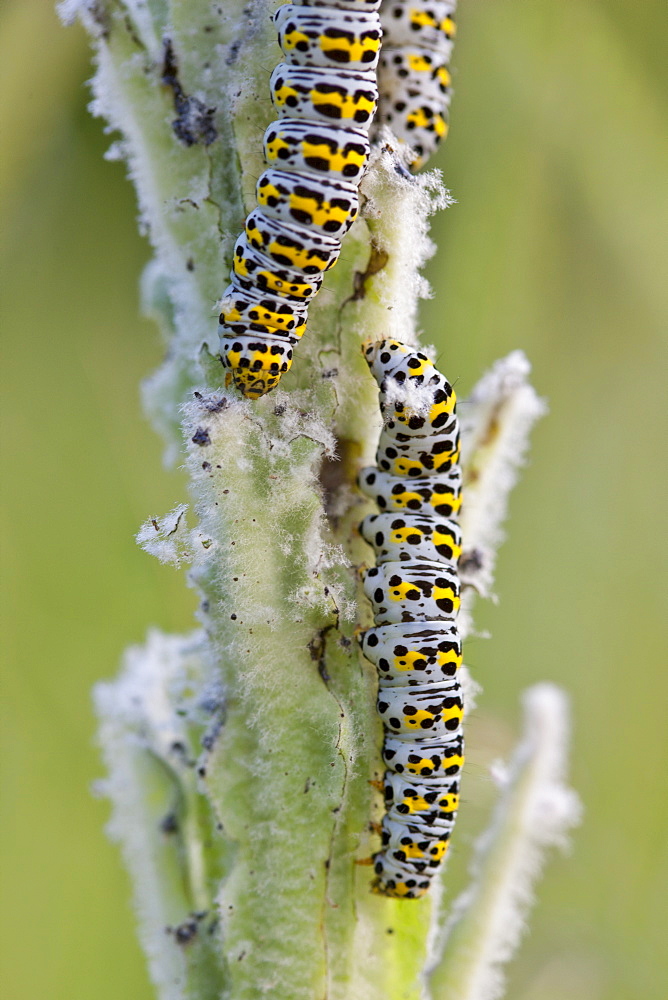 Mullein Shargacucullia verbasci moth caterpillars feeding on wild poppy plant in English country garden, UK