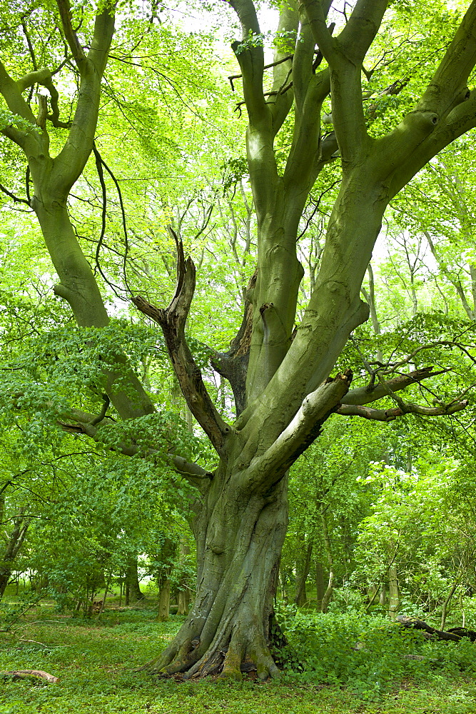 Ancient beech tree in The Wychwood Forest, Leafield, The Cotswolds, Oxfordshire, UK