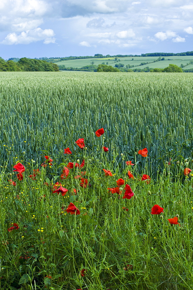 Set-aside margin of wildflowers for wildlife habitat by wheat field in The Cotswolds, Oxfordshire, UK