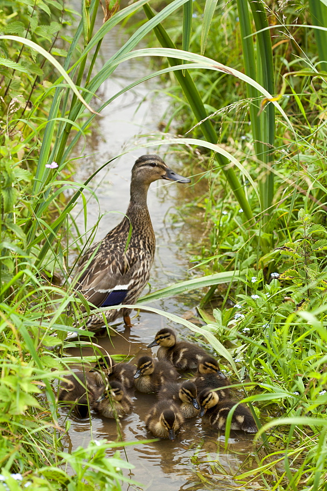 Female Mallard duck, Anas platyrhynchos, with young ducklings in a stream in The Cotswolds, UK